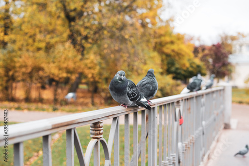 pigeons on the bridge in the autumn park