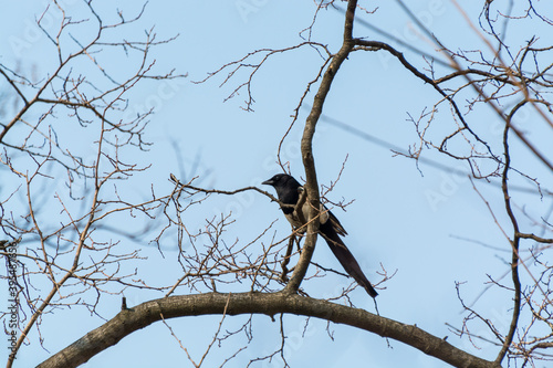 Pica pica bird, also called Eurasian Magpie perching at the withered tree in winter in Gyeongbokgung palace in Seoul, South Korea