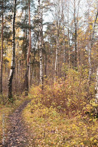 Fototapeta Naklejka Na Ścianę i Meble -  footpath in autumn forest in the morning
