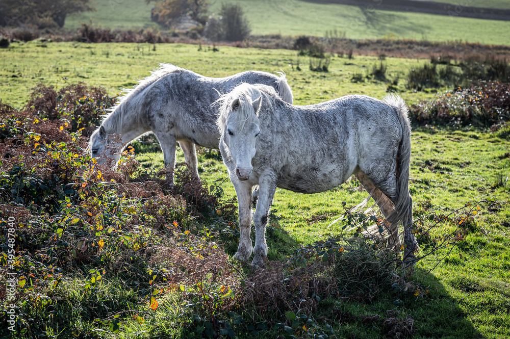 Fototapeta premium Wild, white horses, grazing on common land
