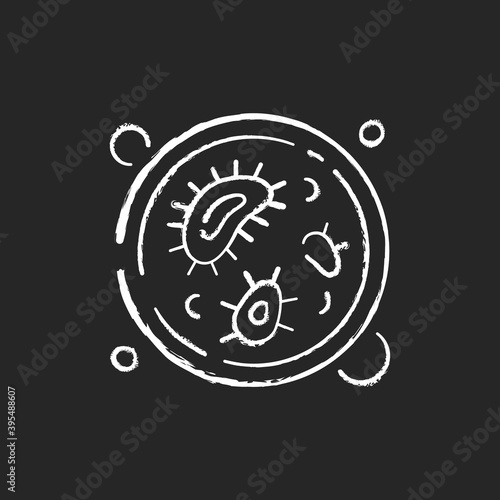 Petri dish chalk white icon on black background. Shallow transparent lidded plate. Culturing bacteria and other microorganisms. Microbiology, cell culture. Isolated vector chalkboard illustration