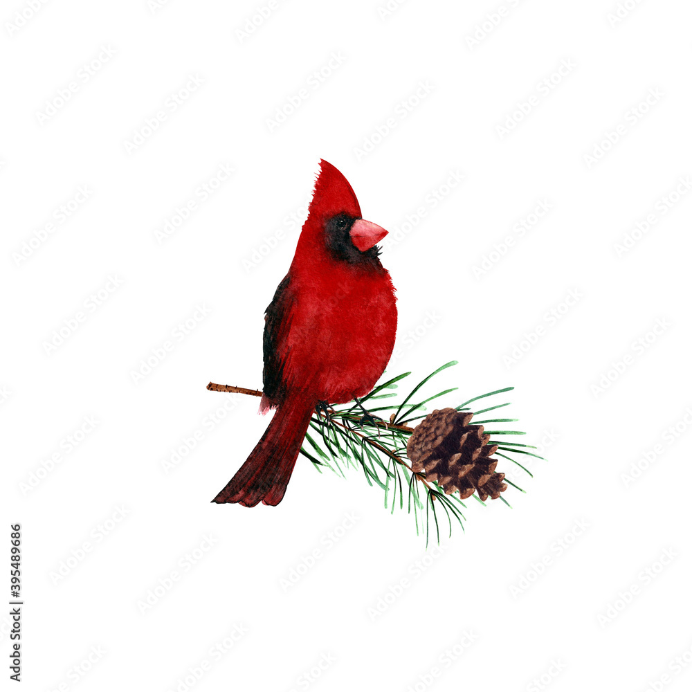 Obraz Watercolor cardinal bird with pine branch and cone. Hand drawn illustration.