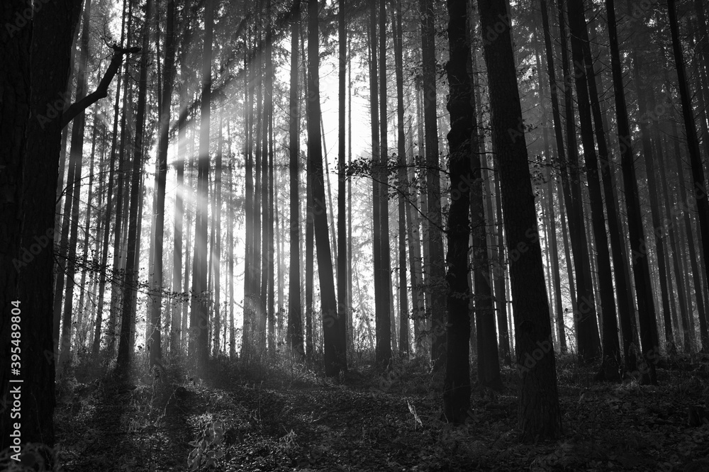 Fototapeta premium Sonnenschein Wald 