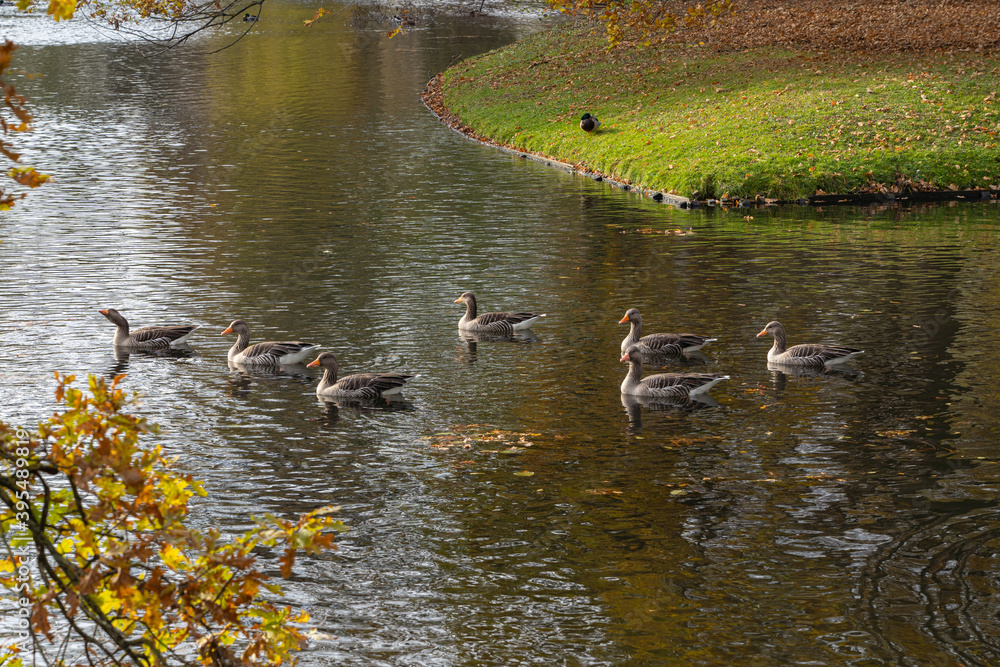 Floating flock of wild geese on a lake Floating flock of wild geese on a lake