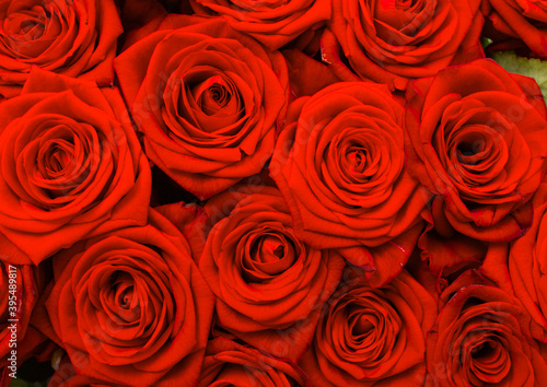 bouquet of red roses as background