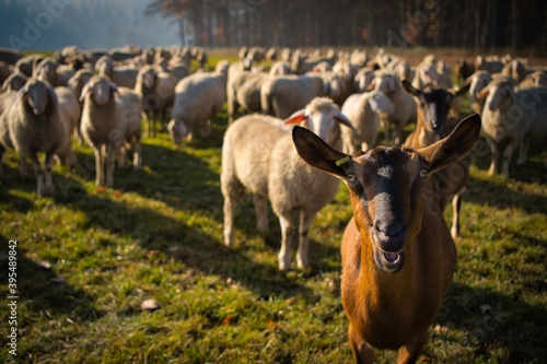 Wallpaper Mural Ziege Torontodigital.ca