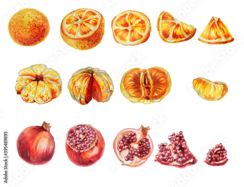 set of delicious oranges, tangerines, pomegranates cut into slices. Set of slices and whole Christmas fruits isolated on a white . Watercolor Botanical illustration of citrus fruits. Hand-drawn.