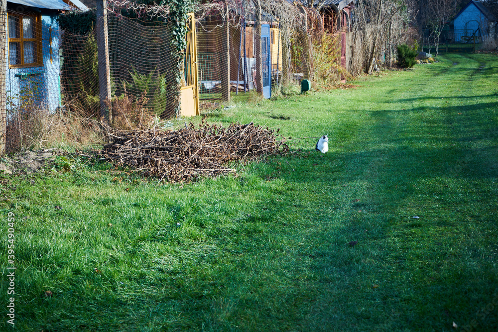 Fototapeta premium kot na trawie