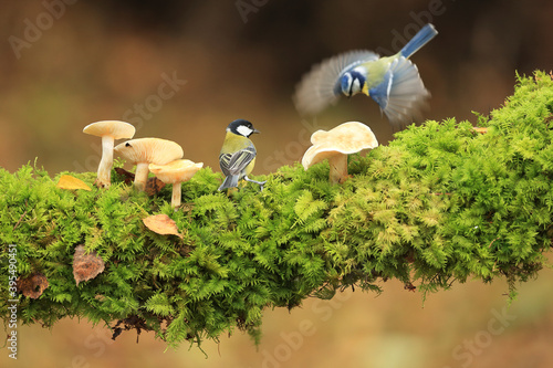 Great tit and Blue tit with mushrooms