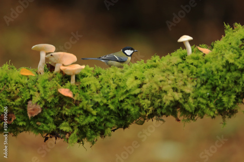 Great tit on the moss branch with mushrooms