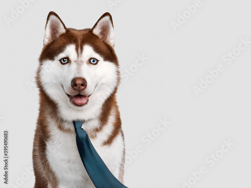 cute red husky dog dressed up for tag party. studio shot photo