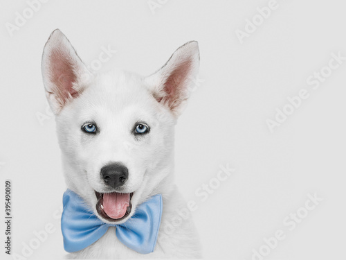 cute puppy husky dog dressed up for tag party. studio shot photo