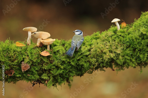 Blue tit and mushrooms on branch