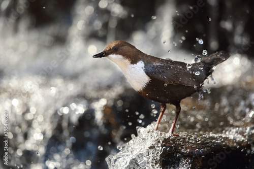 Dipper inside the waterfall