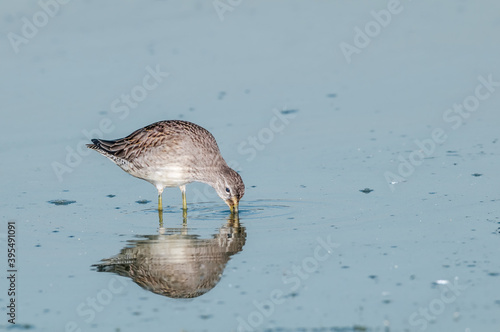 Long-billed Dowitcher (Limnodromus scolopaceus) in Bolsa Chica Ecological Reserve, California, USA