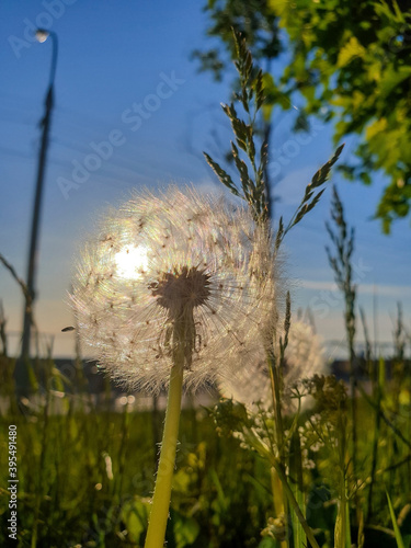 Taraxacum  Dandelion. Ripe seeds on the flower. Fluffy balls in the light of the setting sun.