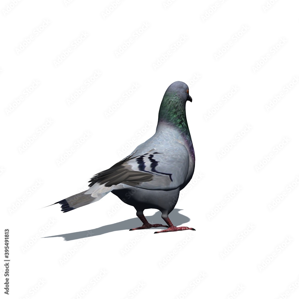 Fototapeta premium Farm animals - pigeon with shadow on the floor - isolated on white background - 3D illustration