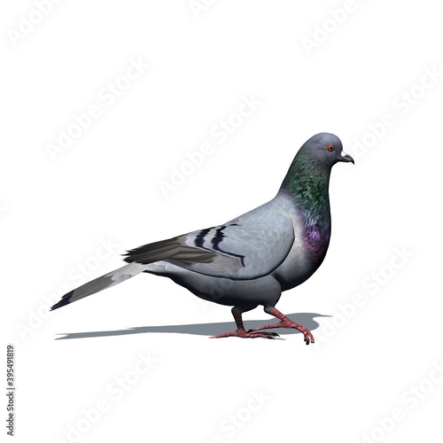 Farm animals - pigeon with shadow on the floor - isolated on white background - 3D illustration © sabida