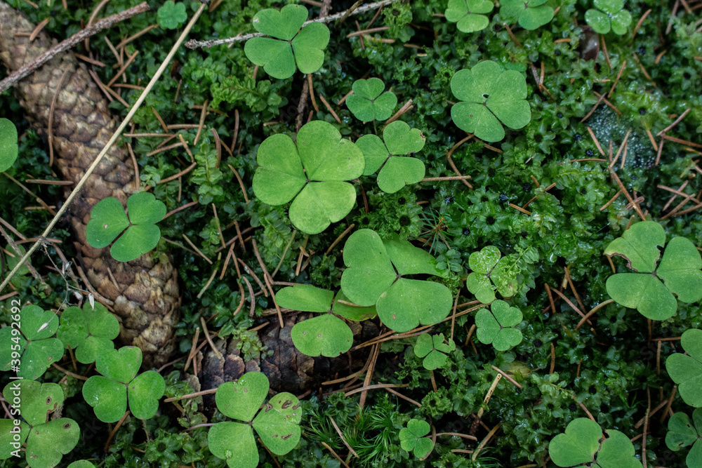 Fototapeta premium green clover field close up in forest