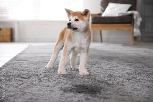 Adorable akita inu puppy near puddle on carpet at home