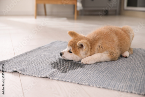 Adorable akita inu puppy near puddle on rug at home