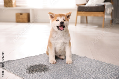 Wallpaper Mural Adorable akita inu puppy near puddle on rug at home