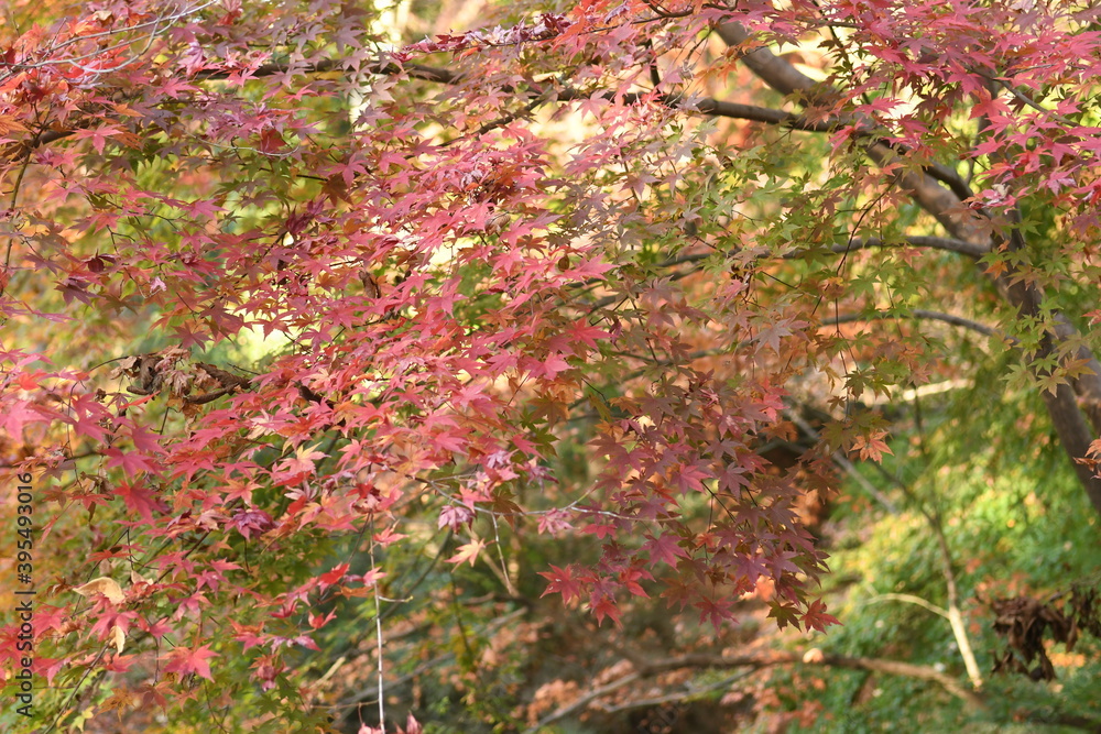 紅葉 紅葉