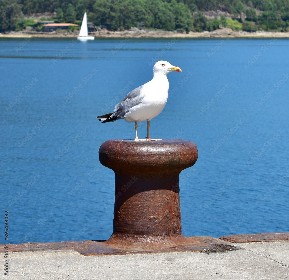 Herring gull on a rusty iron mooring post in a galician harbor. Galicia, Spain.