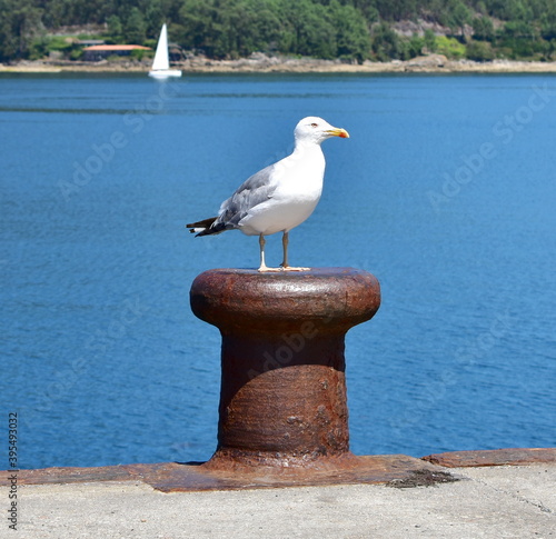 Obraz na płótnie Herring gull on a rusty iron mooring post in a galician harbor. Galicia, Spain. w salonie