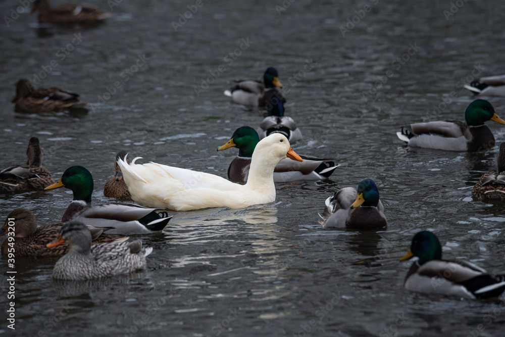 Fototapeta premium Rare white duck mutant with wild ducks swarm at autumn lake birds wild life