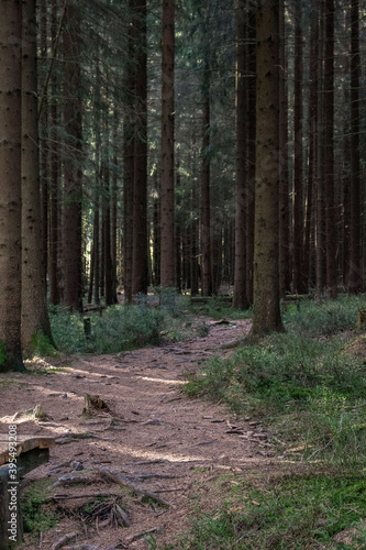 forest trail through the woods in autumn