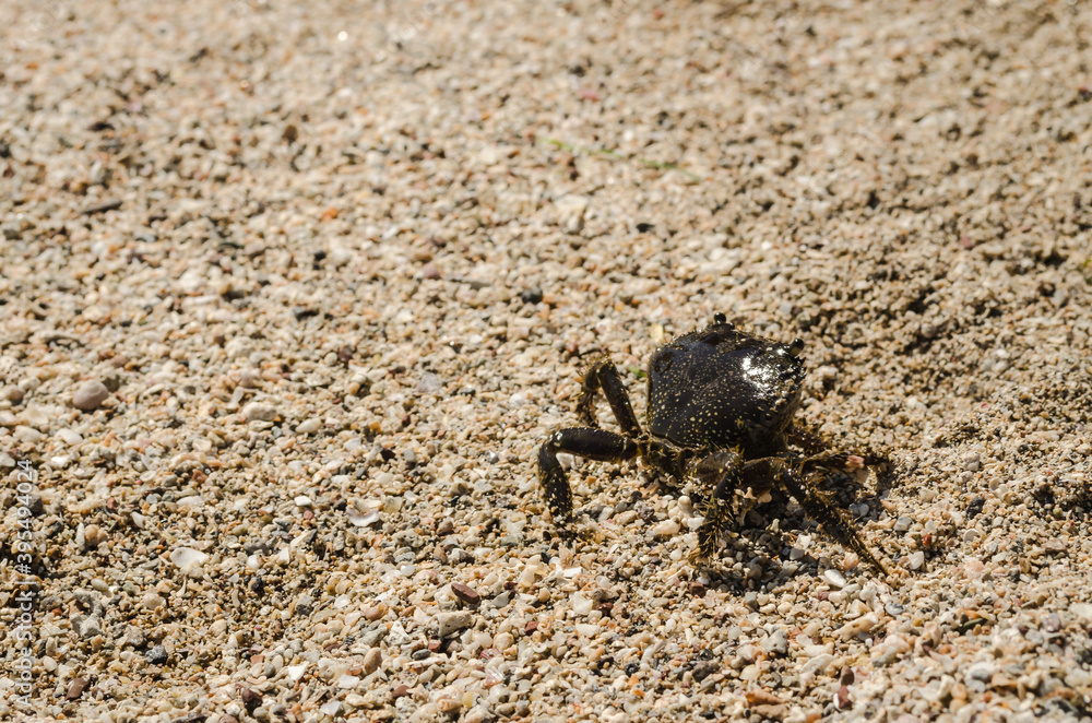 Sea crab on the beach shore 