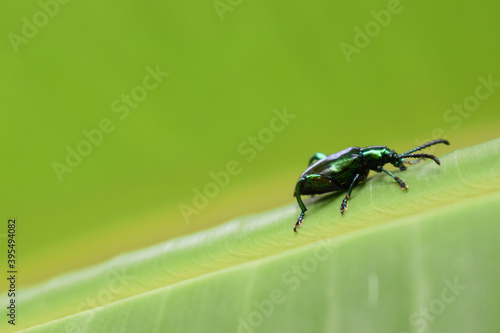 Green shiny beetle on banana tree leaf