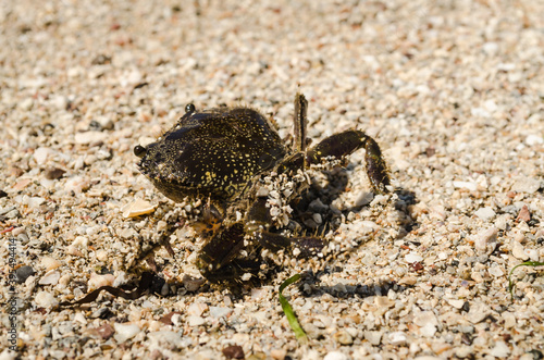 Sea crab on the beach shore 