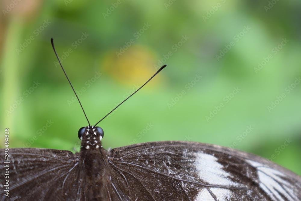 Obraz premium Close up shot of a black butterfly on a green surface