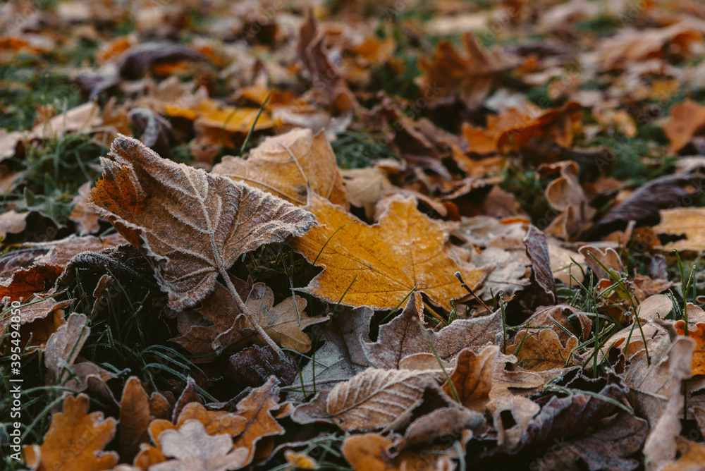 sunrise in the park and fog, the beginning of winter, close up on frozen leaf sunrise in the park and fog, the beginning of winter, close up on frozen leaf