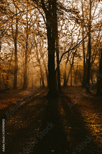 sunrise in the park and fog, the beginning of winter