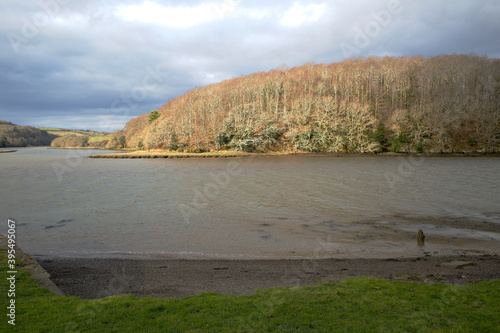 Winter trees, Warren Point Wood from Wacker Quay on the River Lynher, Cornwall, England, UK. photo