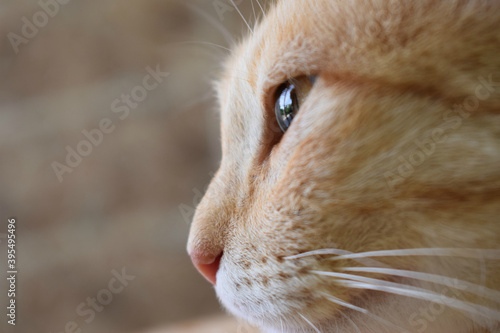 Muzzle of an adult ginger cat in profile