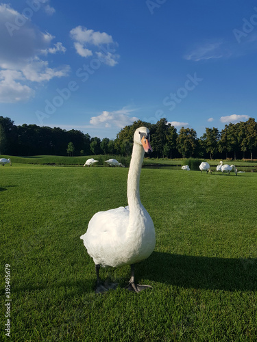 Mute swan standing on the lawn in sunny weather