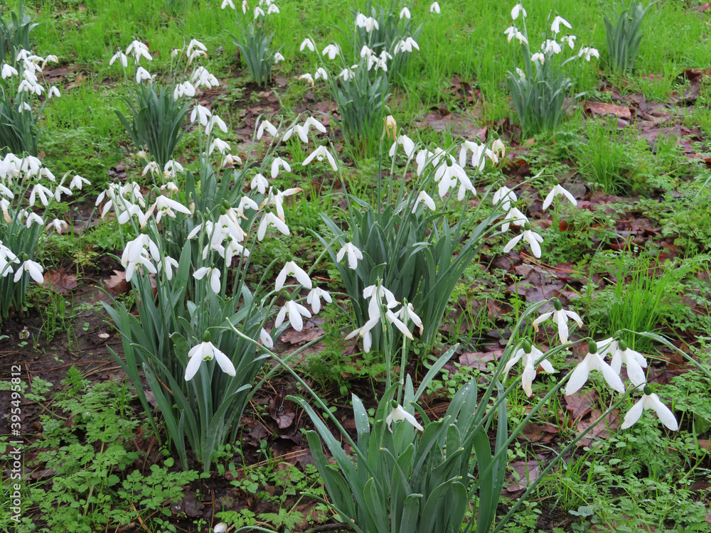 Fototapeta premium Snowdrops in woodland