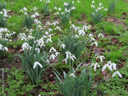 Snowdrops in woodland