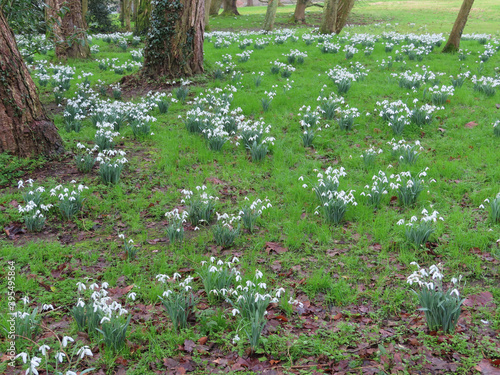 Snowdrops in the forest