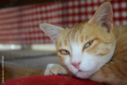 Face of a beautiful cat resting on a red pillow under the dining table