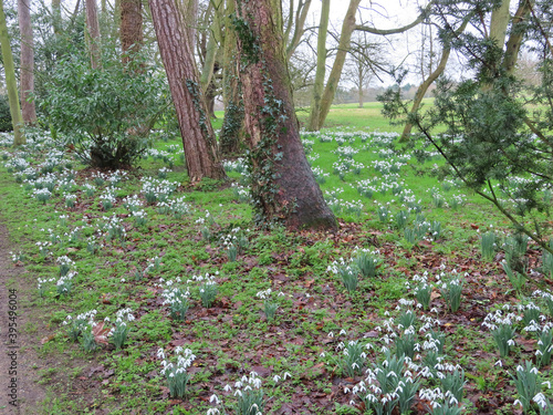 Snowdrops in woodland