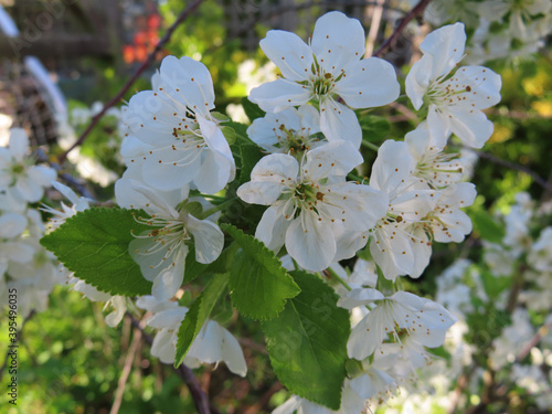 Rambling Rector rose flowers