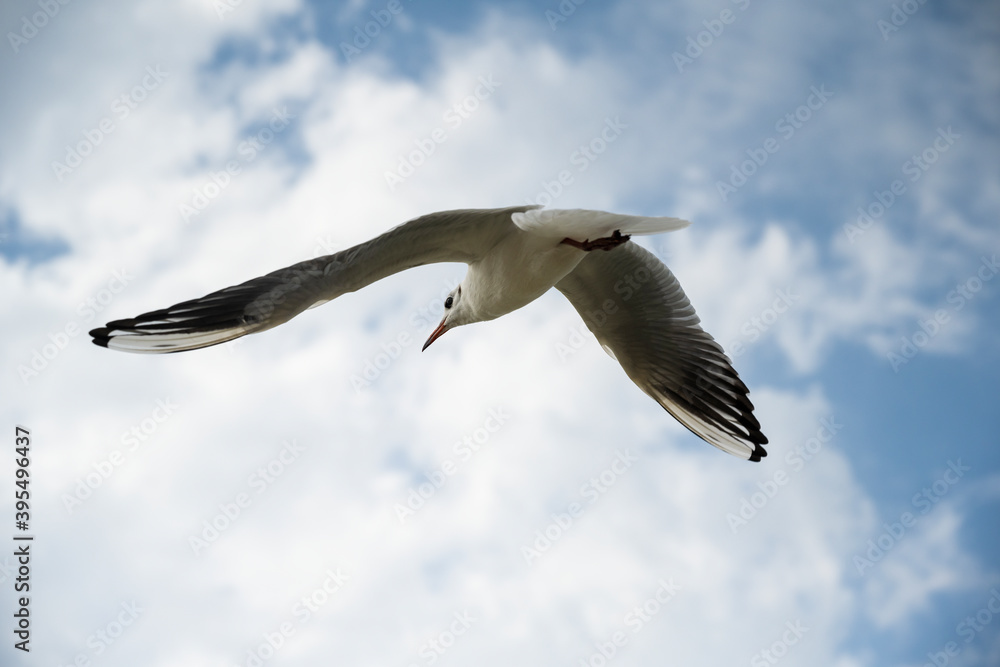Fototapeta premium Sea gull flying against the background of clouds