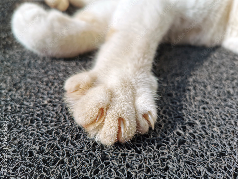 Cat paw with claws on outdoor mat. Cat paw with claws on outdoor mat.