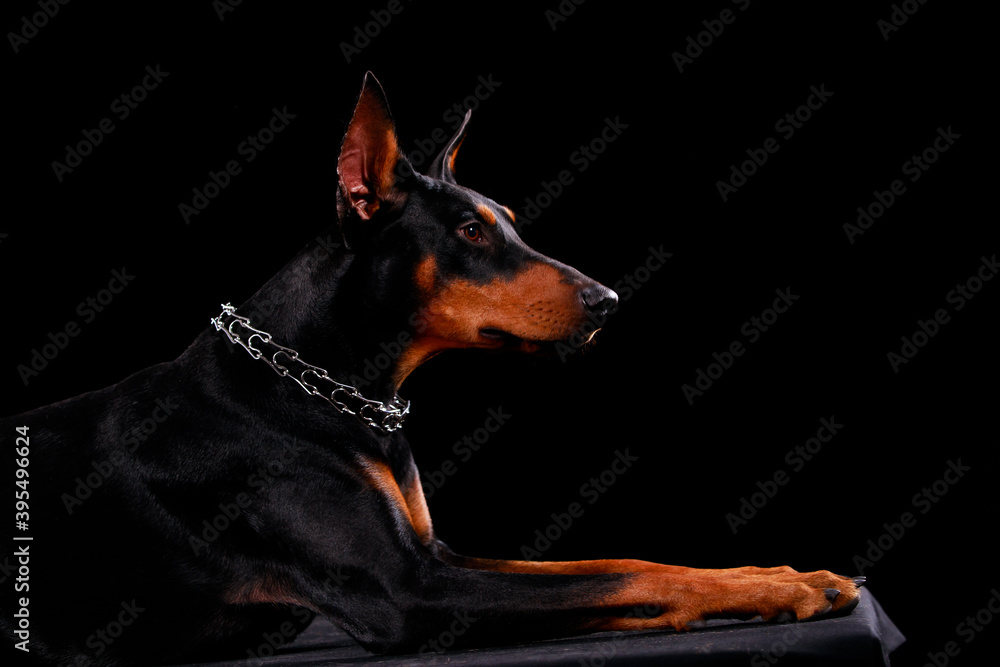 Side view of a Doberman dog lying looking forward. The animal is shot in the studio on a black background. Close up.
