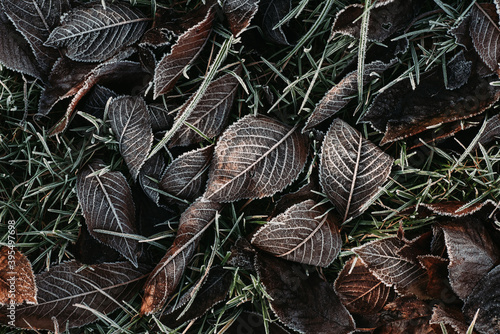 Detailed close up of frozen leaf early in the morning in winter
